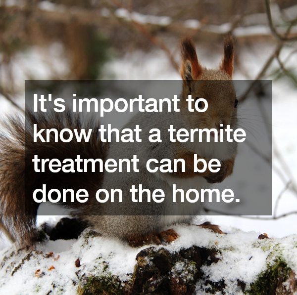A Guide to Termite Treatment