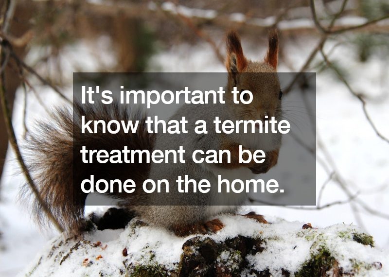 A Guide to Termite Treatment